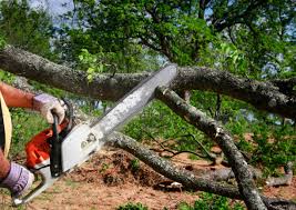 Trusted Tamarac, FL Tree Removal and Landscaping Services Experts